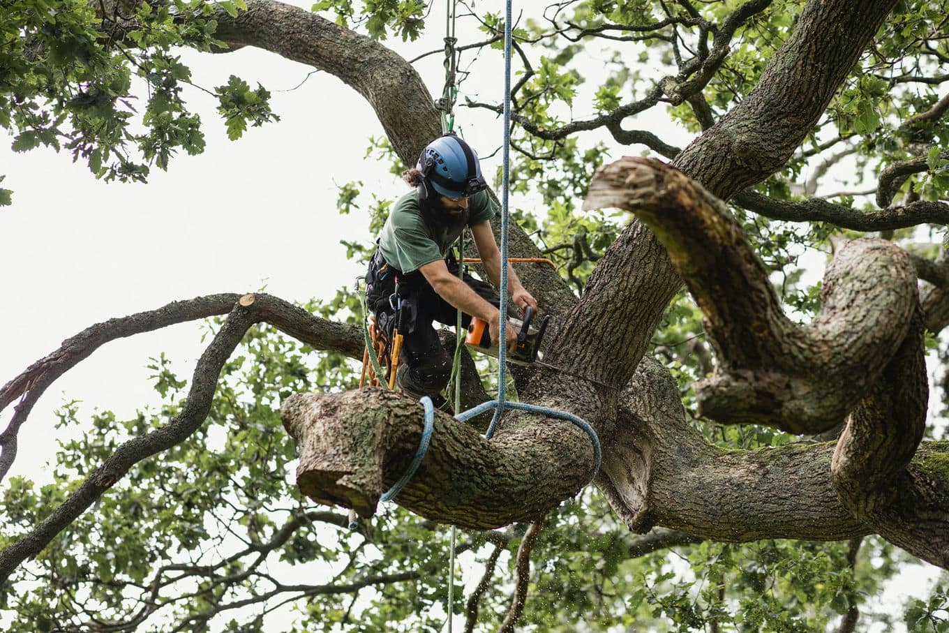 alpinista wycina drzewo